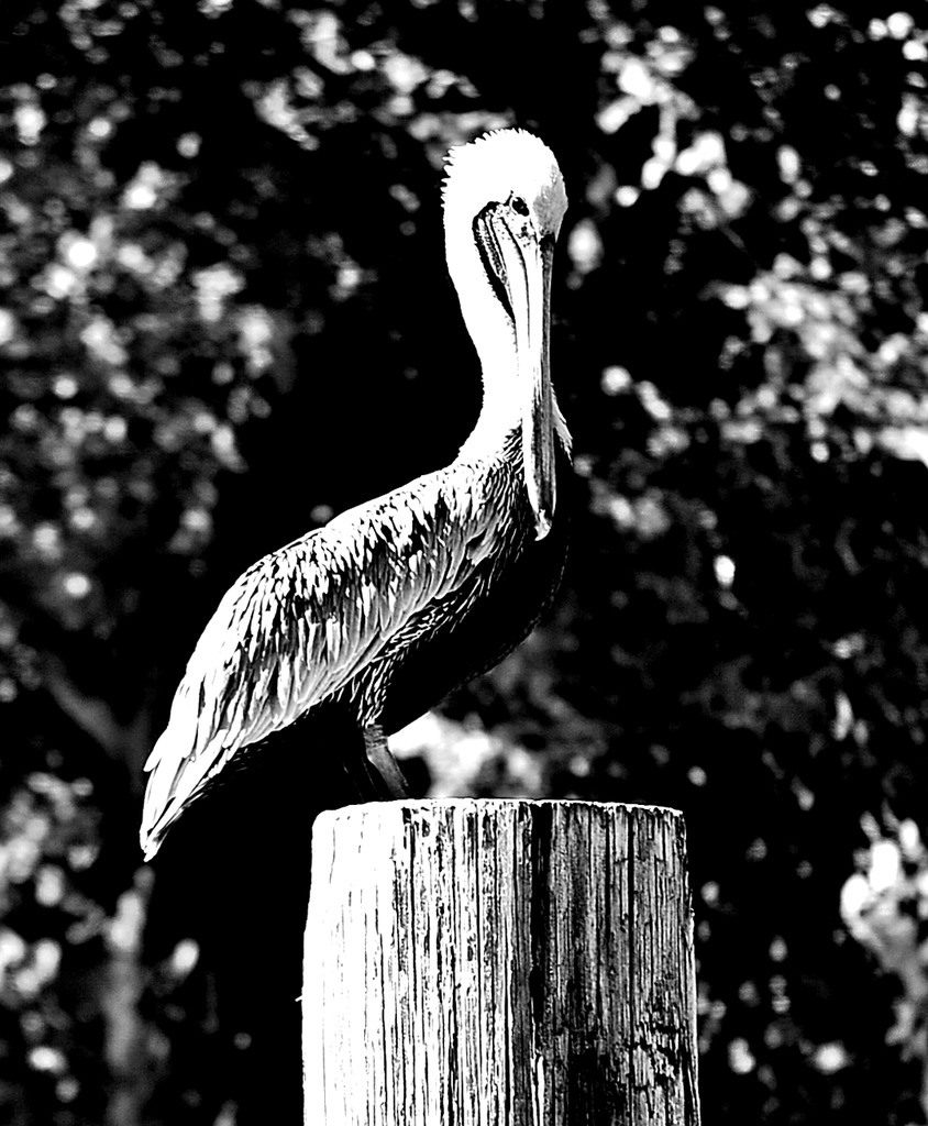 Pelican in mono by soboy5