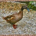 Duck, nooooooooo duck. by ladymagpie