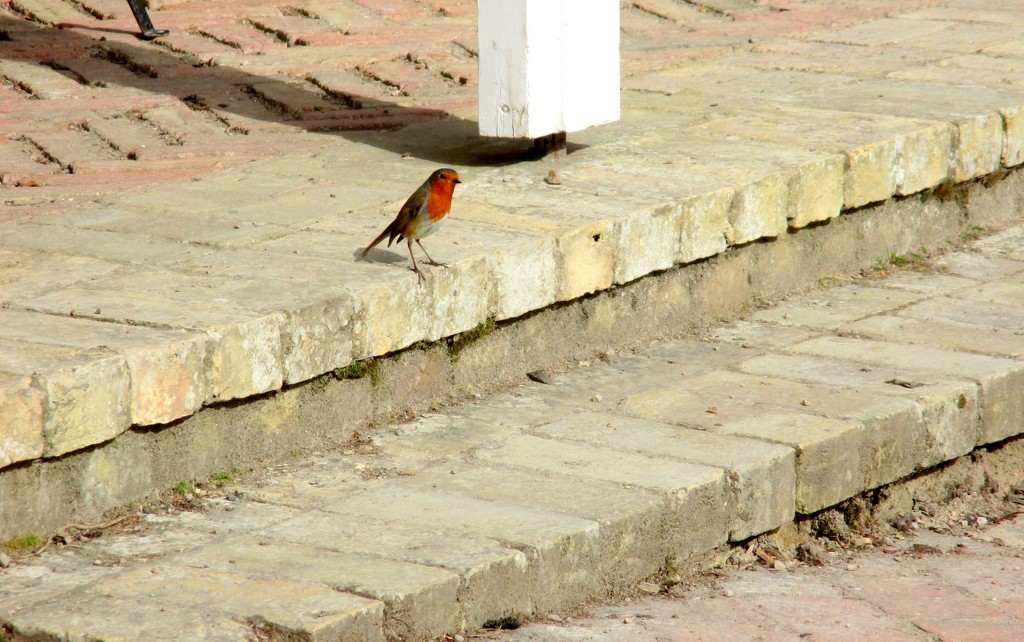Robin at Wimpole Hall by g3xbm
