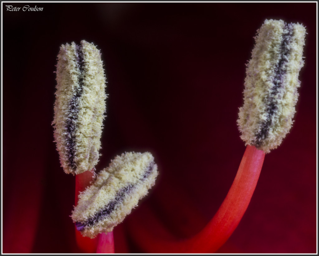 Amaryllis Stamens by pcoulson