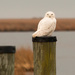 My first ever snowy owl, ever! by shesnapped