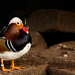 Mandarin Duck - Drake by leonbuys83