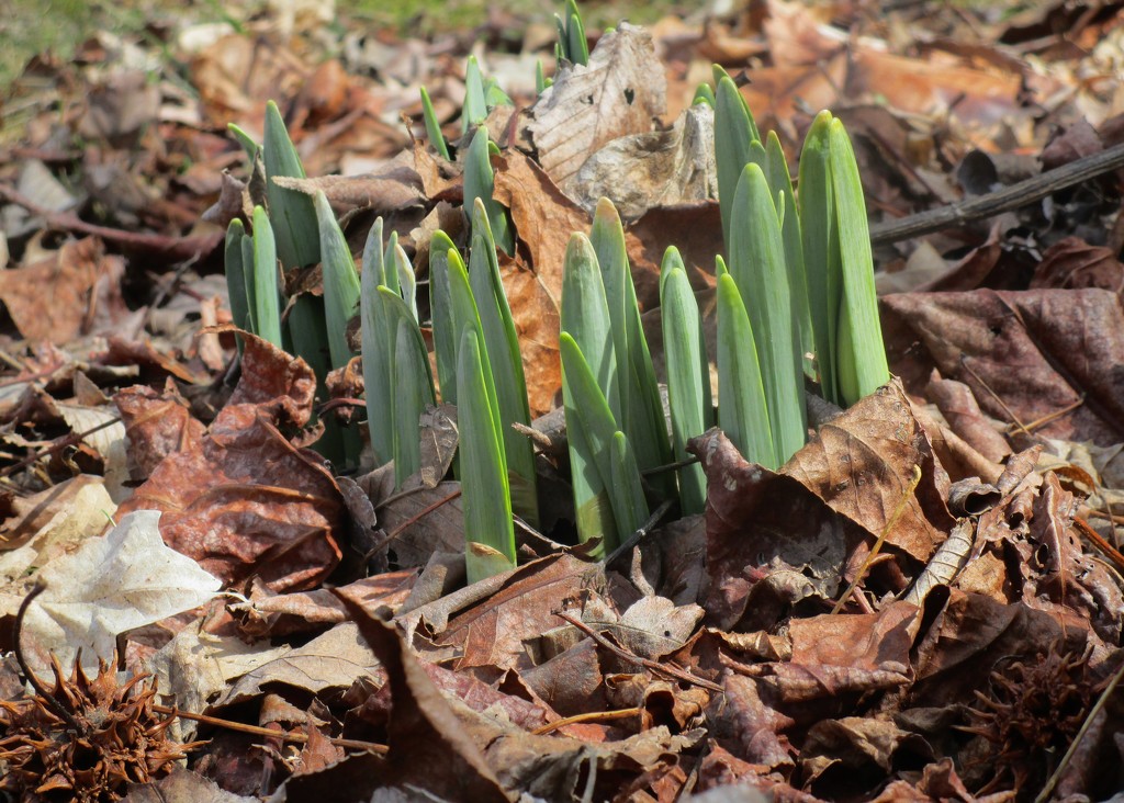 Daffodils by tunia