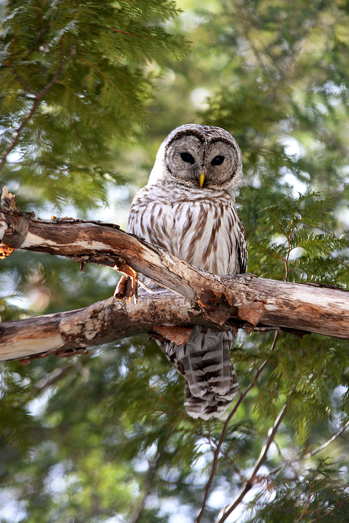 Beautiful Barred Owl! by fayefaye