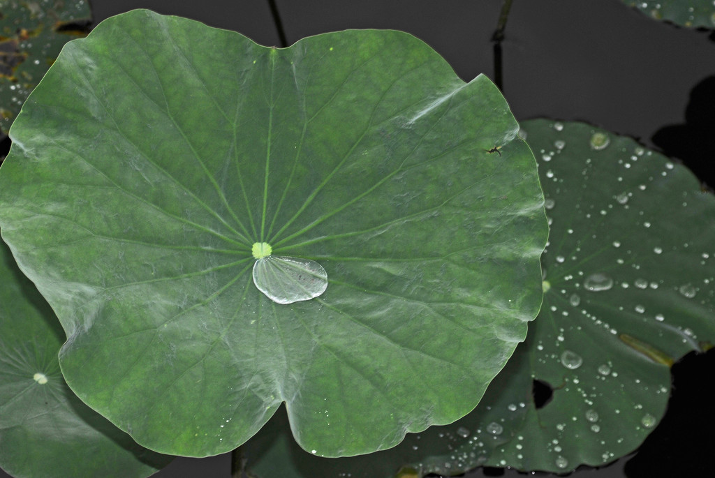 Rain water on Lotus Leaf by ianjb21