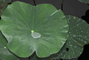 12th Mar 2015 - Rain water on Lotus Leaf