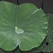 Rain water on Lotus Leaf by ianjb21