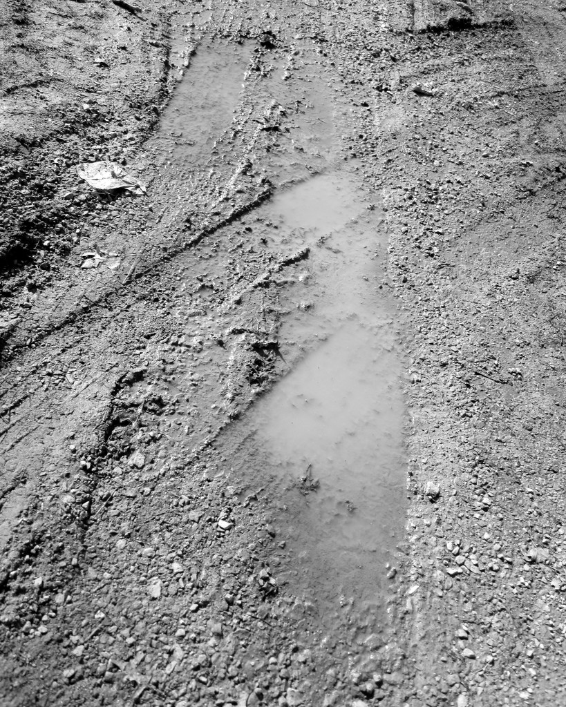 Tire Track Puddle by daisymiller