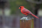 12th Mar 2015 - Male Northern Cardinal on Our Deck