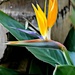 Bird of Paradise by madamelucy