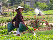 12th Mar 2015 - Watering the market garden - Vietnamese style