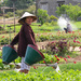 Watering the market garden - Vietnamese style by flyrobin