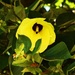 Beautiful Cotton Tree Flower. by happysnaps