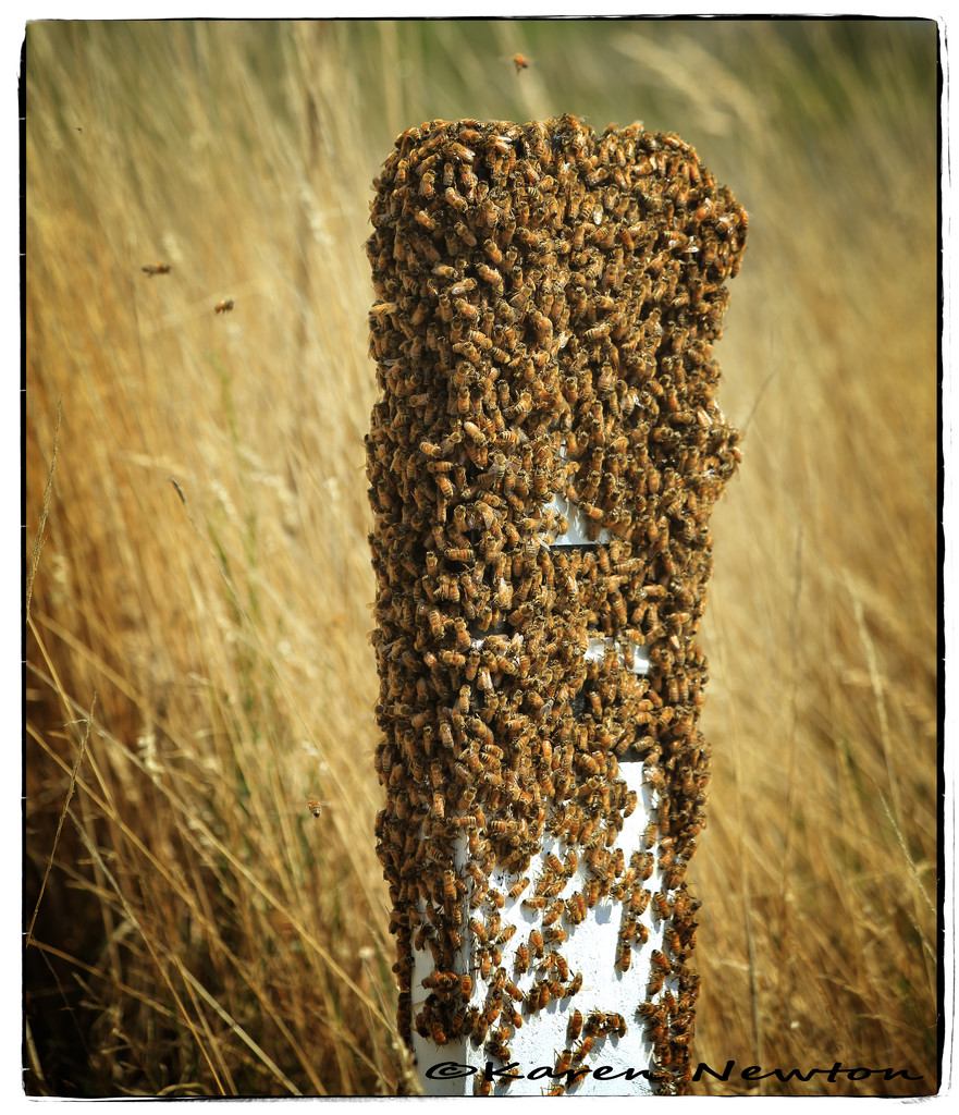 Swarm of Bee's by rustymonkey