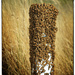 Swarm of Bee's by rustymonkey