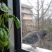 visitor bird by zardz