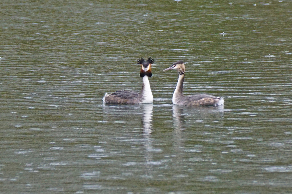 GREAT CRESTED GREBES by markp