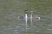 11th Mar 2015 - GREAT CRESTED GREBES