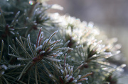 13th Mar 2015 - Frost on the Alberta spruce