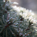 Frost on the Alberta spruce by mittens