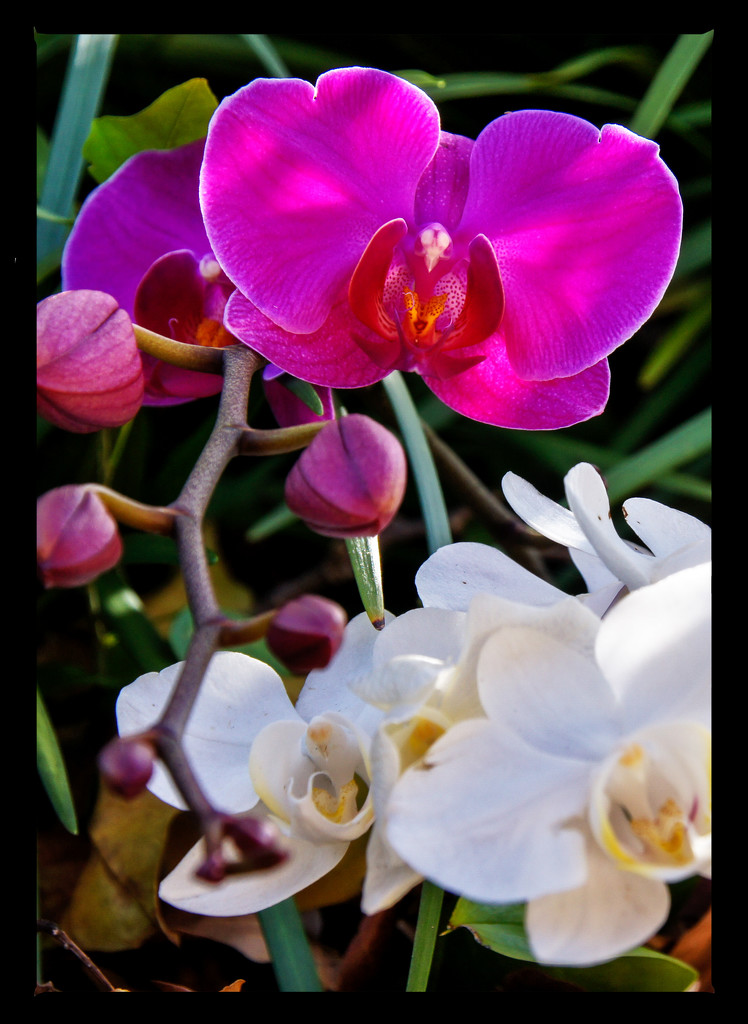 Mom's orchids by danette