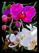 13th Mar 2015 - Mom's orchids
