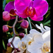 Mom's orchids by danette