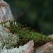 moss garden by callymazoo