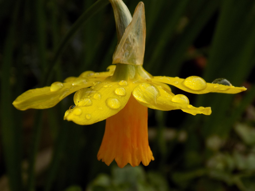 Raindrops on daffodil by flowerfairyann