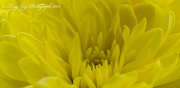 13th Mar 2015 - Chrysanthemum