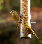 13th Mar 2015 -  13th March 2015 - Return of the Finches