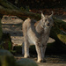 Lynx by leonbuys83