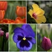 Spring Blooms by jayberg