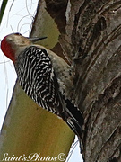 3rd Mar 2015 - Red breasted woodpecker