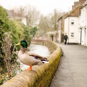 13th Mar 2015 - Street duck