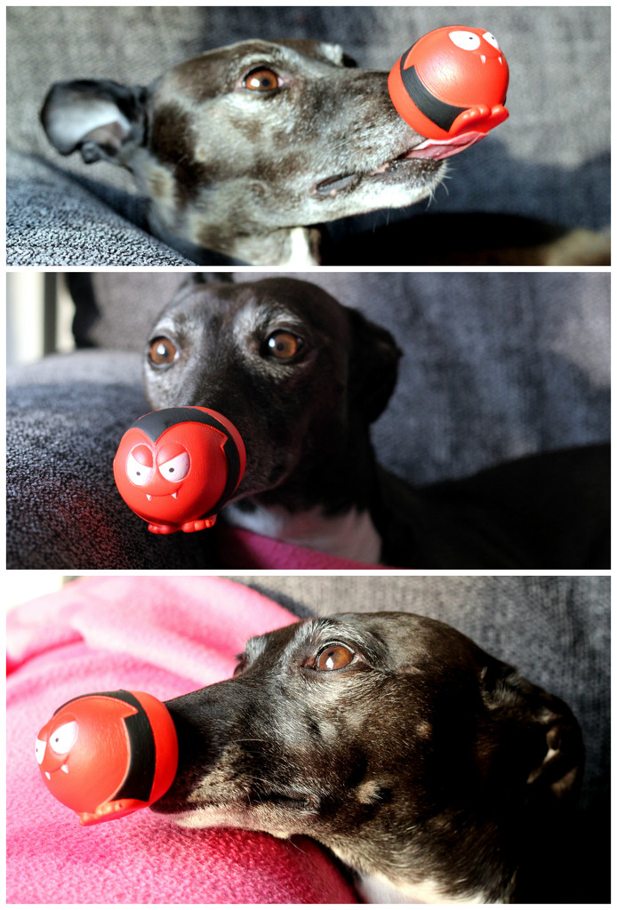 Ruby does Red Nose Day (Comic Relief) by phil_howcroft