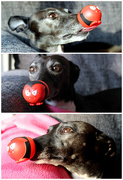 13th Mar 2015 - Ruby does Red Nose Day (Comic Relief)