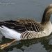Goose by tonygig
