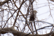 13th Mar 2015 - Perching Bird in Tree