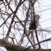 Perching Bird in Tree by rminer
