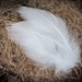 soft feathers_9748rsz by rontu