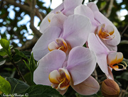 4th Mar 2015 - Orchid 