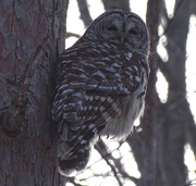 12th Mar 2015 - Barred Owl
