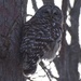 Barred Owl by annepann