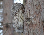 13th Mar 2015 - Barred Owl
