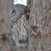 Barred Owl by annepann