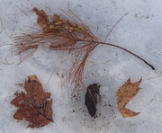 14th Mar 2015 - Forest Debris on the snow