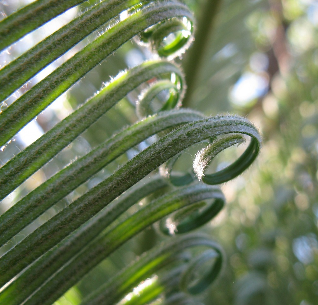 Frond by loey5150