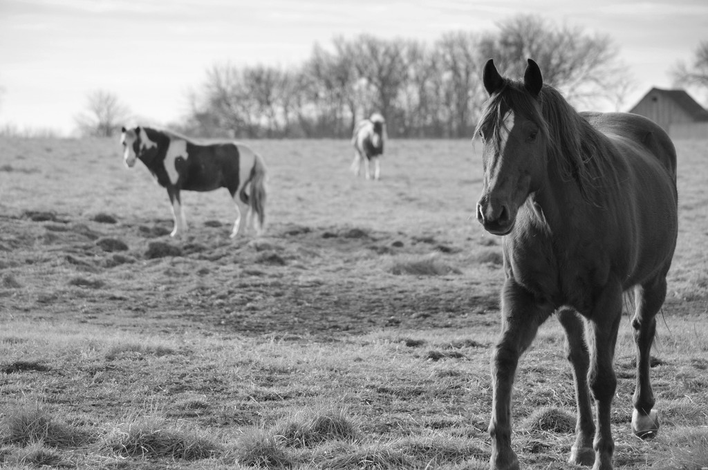 Horse Triangle by kareenking