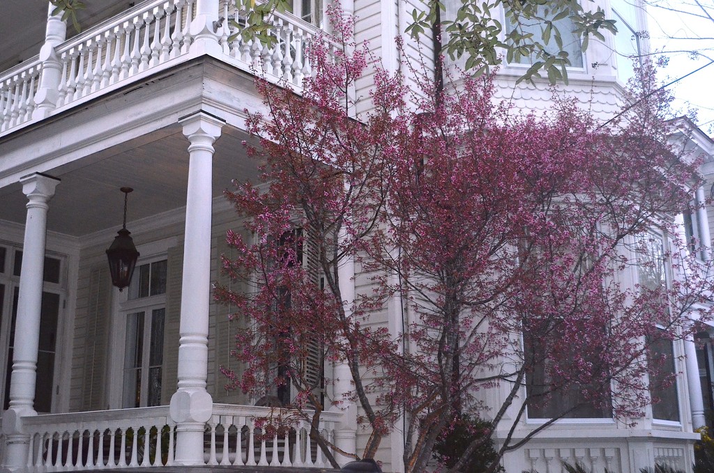 Charleston historic district, early Spring by congaree